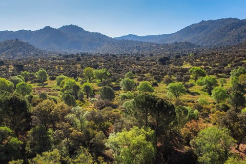 Typical landscape in National Park of Sierra de Andujar