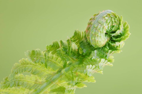 Fern