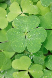 Forest clover with water drop