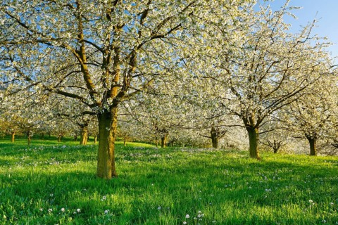 Cherry trees in spring