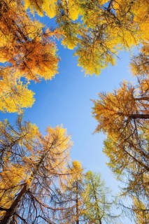 Larch forest and blueberry bushes