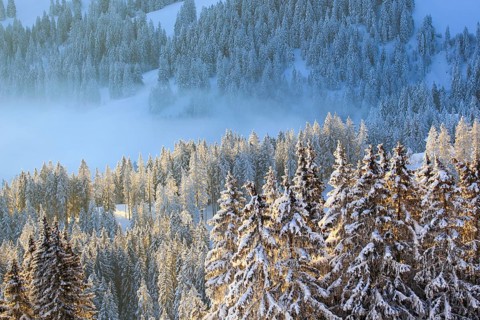 Snowy fir forest