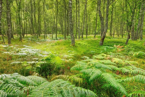 Birch forest