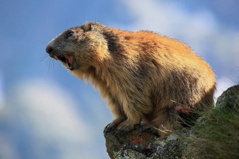 Alpine Marmot