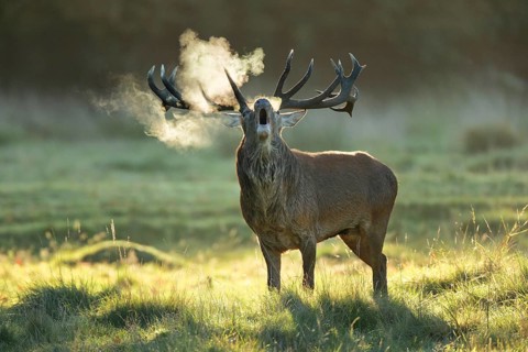Red Deer or Hart