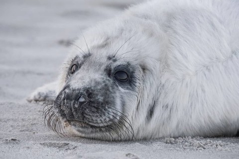 Grey seal