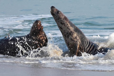 Grey seal