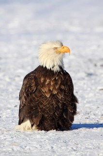 Bald eagle