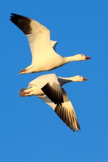 Snow goose