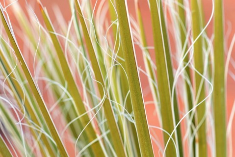Yucca