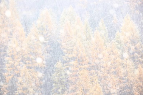 Larch forest during snowfall