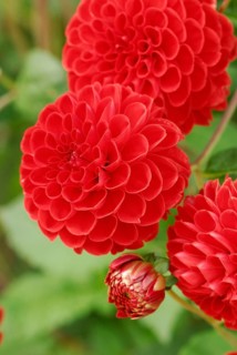 Pompon-Dahlia
