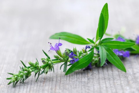 Hyssop