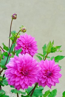 Dahlia spec.