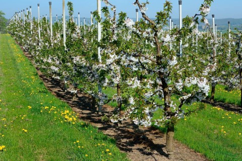 Cherry trees on trellis