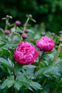 Peony