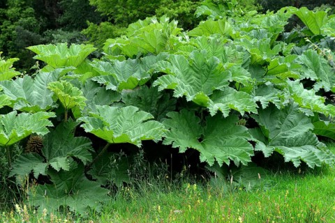 Gunnera