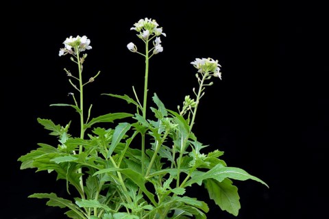 White rocket