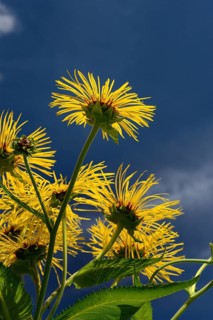 Elecampane