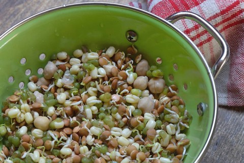 Mixed sprouts of lentils