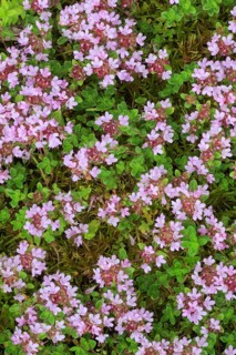 Wild thyme