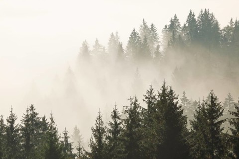 Forest in the fog