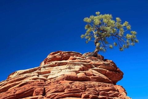 Yellow Pine