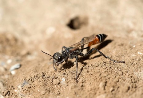 Female of the southern digger wasp