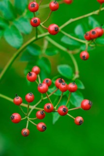 Rose hips of the multiflora rose