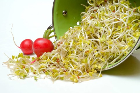 Red Radishsprouts