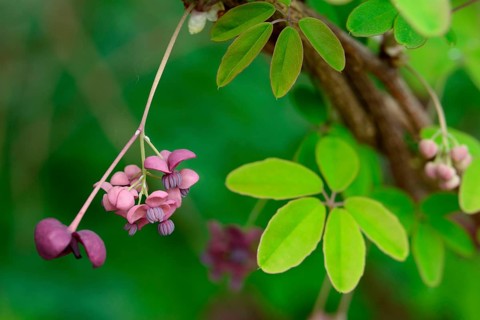 Akebia quinata
