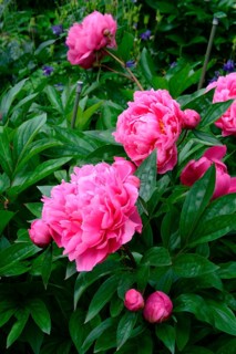 Chinese peony