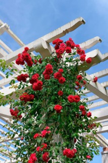 Climbing rose