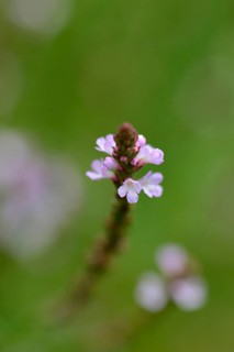 Common vervain