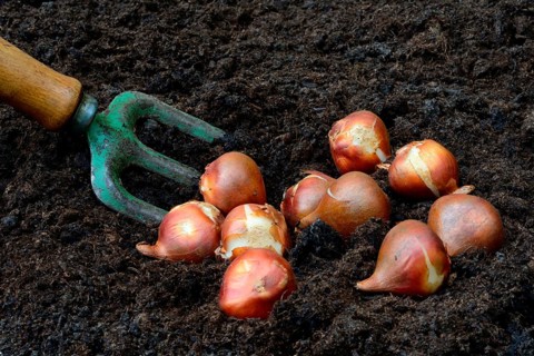 Tulipsonions