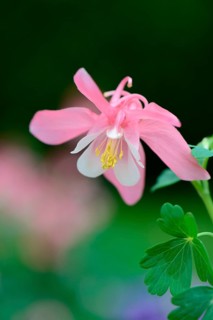 European Columbine or Granny's Nightcap