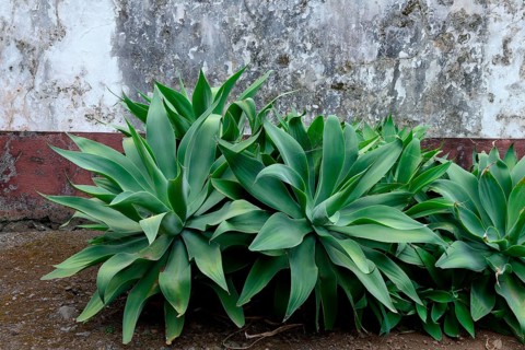 Swan-neck Sagave