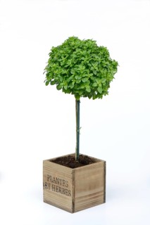 Greek Basil