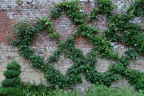 Apple tree