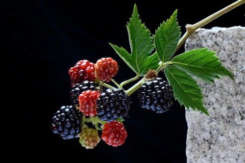 Mature and immature Rubus fruticosus