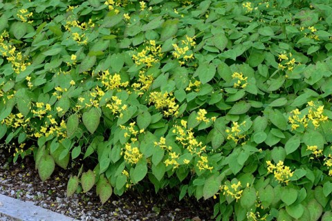 Barrenwort