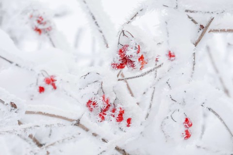 Common snowball with hoarfrost