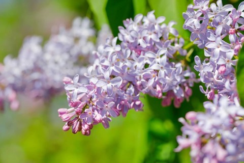 Common Common Lilac
