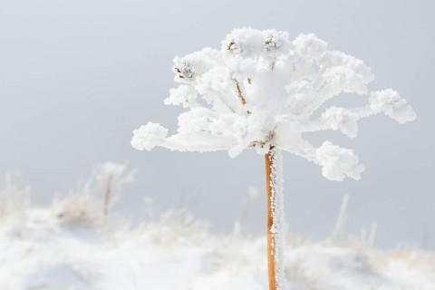 Ice detail on chervil