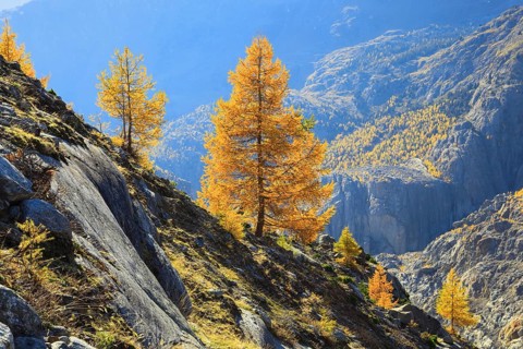 Aletsch glacier and larches