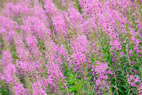 Narrow-leaved willowherb
