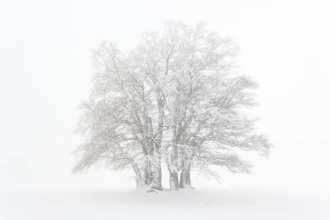 Beech