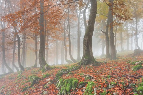 Beech forest in autumn
