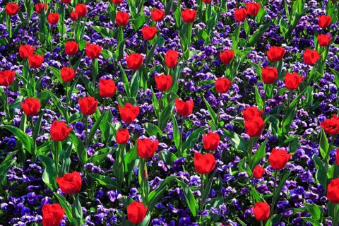 Tulips and violets