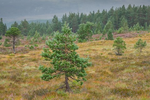Scots pines and heather